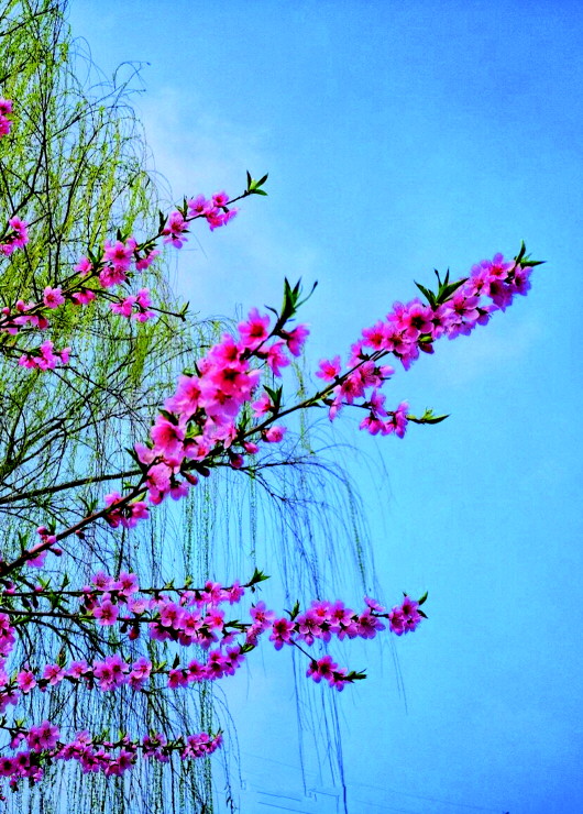 銅城桃花嫵媚綻放！君莫宅家辜負春光美景
