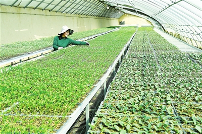 臨夏市農(nóng)業(yè)技術(shù)推廣服務中心培育10多萬株菜苗相繼上市