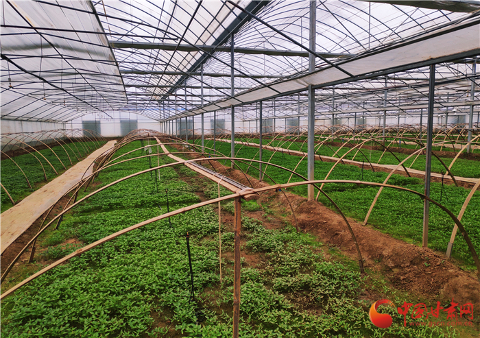 【甘肅省決戰(zhàn)決勝脫貧攻堅】天水秦州區(qū)：“西菜南移”高起點助力脫貧攻堅