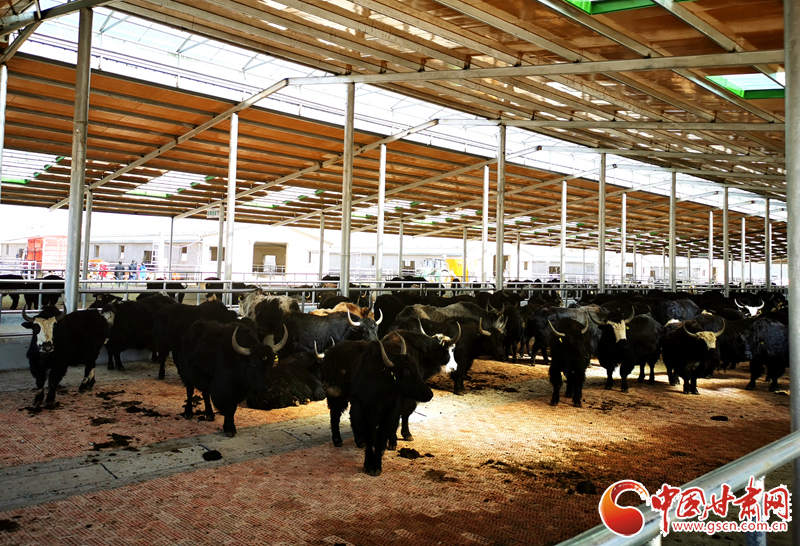 【甘肅省決戰(zhàn)決勝脫貧攻堅(jiān)】農(nóng)牧結(jié)合養(yǎng)起“脫貧?！?產(chǎn)業(yè)增效共唱“致富歌”