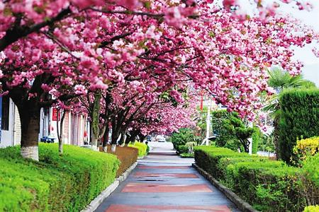 【印象隴原】去兩當(dāng)，與櫻花赴約