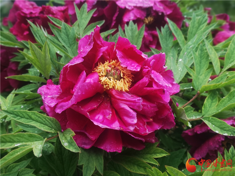 六十里“嬌艷”引游客 牡丹文化助力臨夏轉型跨越發(fā)展