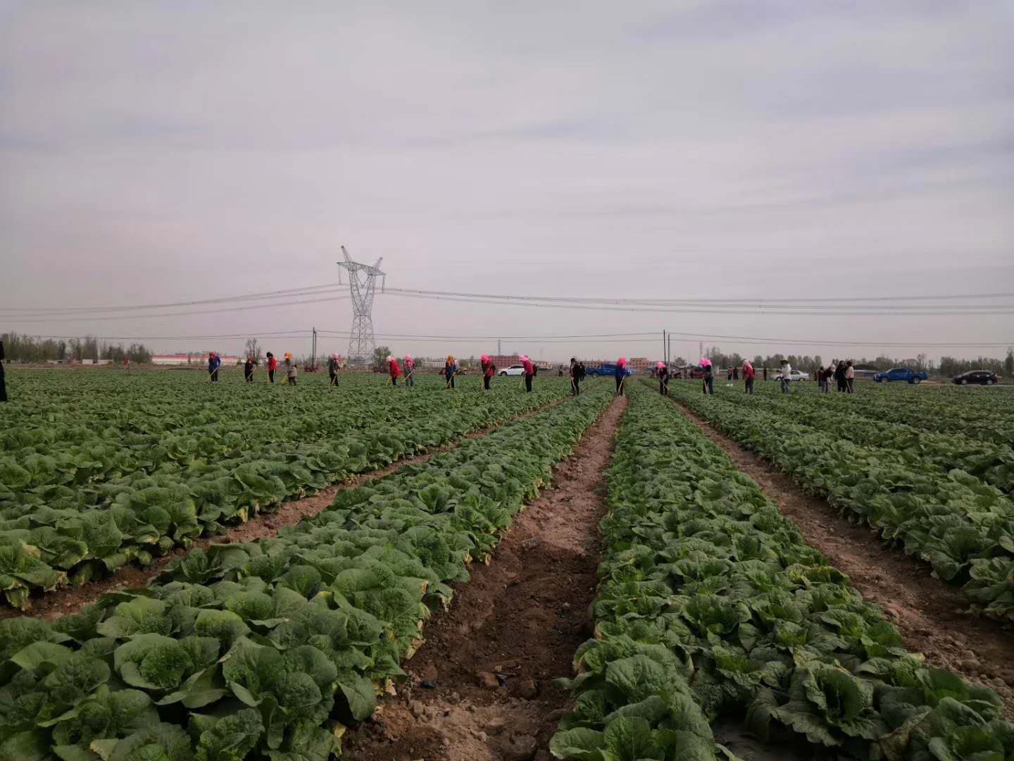 【在習近平新時代中國特色社會主義思想指引下 新時代 新作為 新篇章】讓特色產業(yè)發(fā)展迸發(fā)新活力——金昌聚力打造菜草畜高品質現(xiàn)代特色農業(yè)示范區(qū)述評