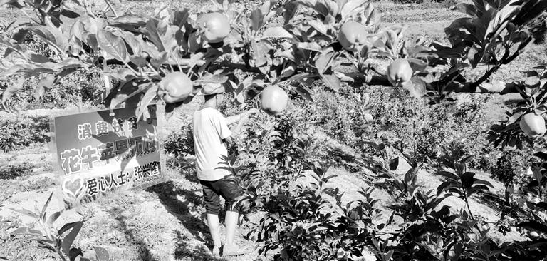 “于堡村果園”開張記——認(rèn)購“一棵樹”，結(jié)出“致富果”