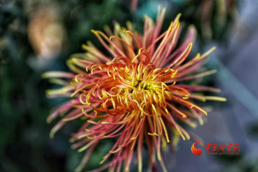 十五年，鍥而不舍終夢圓——寫在蘭州市入選全國文明城市之際