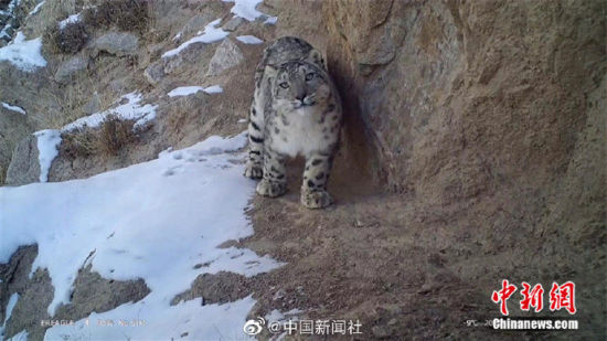 精靈漫步！甘肅阿克塞祁連山深處現(xiàn)雪豹身影
