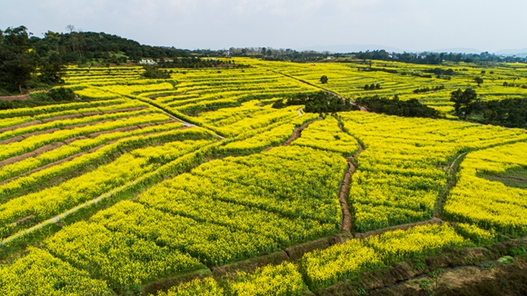 千余畝油菜花盛開。廖濤 攝