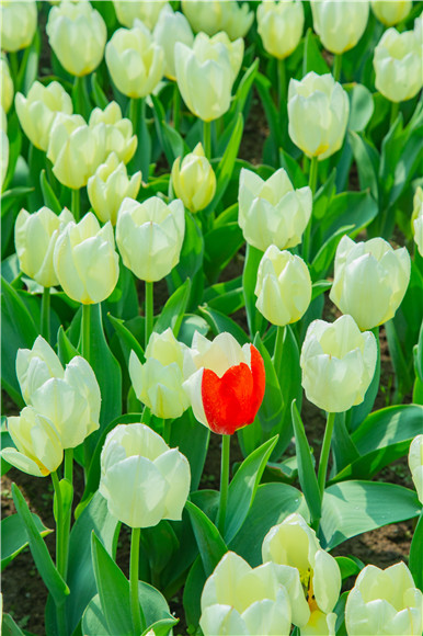 花叢中，別具一格。羅云希 攝