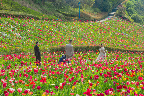 花海間，拍上一組美美的婚紗照。羅云希 攝