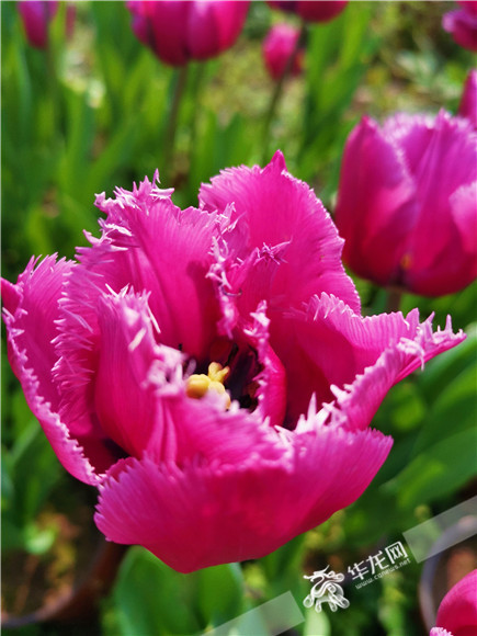 特色郁金香品種，花邊呈鋸齒狀。華龍網(wǎng)—新重慶客戶端記者 舒婷 攝