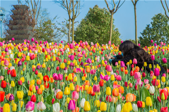 五顏六色郁金香花海。羅云希 攝