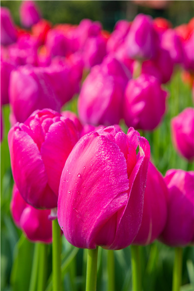 郁金香嬌艷欲滴。羅云希 攝