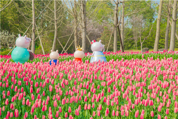 長(zhǎng)壽湖郁金香次第開放。羅云希 攝