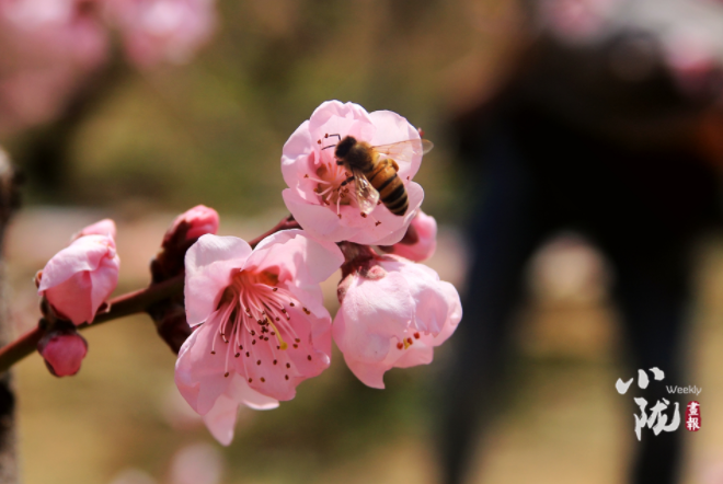 【小隴畫報(bào)·113期】最美人間四月天，灼灼桃花映秦安