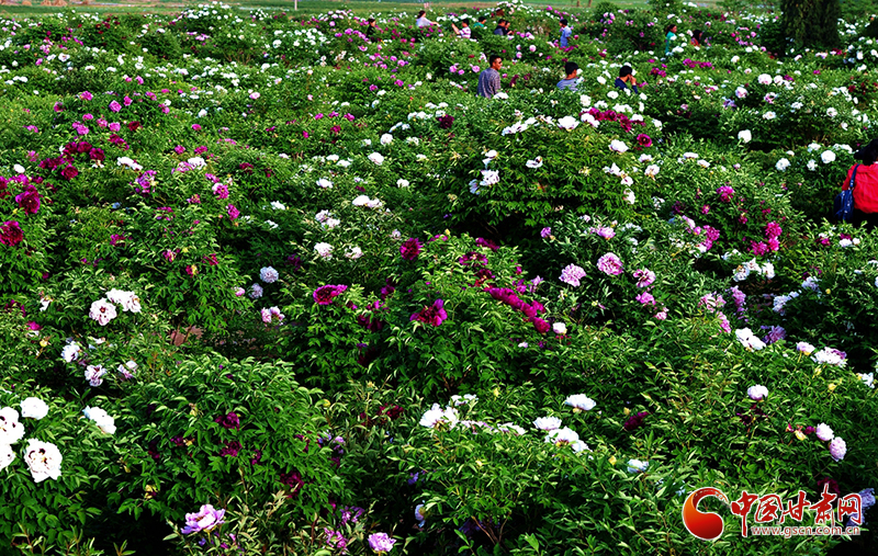 閱盡繁花盛景！定西文旅邀您共赴“紫斑牡丹”之約