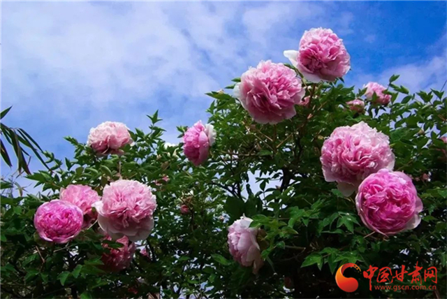 【五一游甘肅】暢游“臨洮縣紫斑牡丹文化旅游節(jié)”，這份攻略請收下！