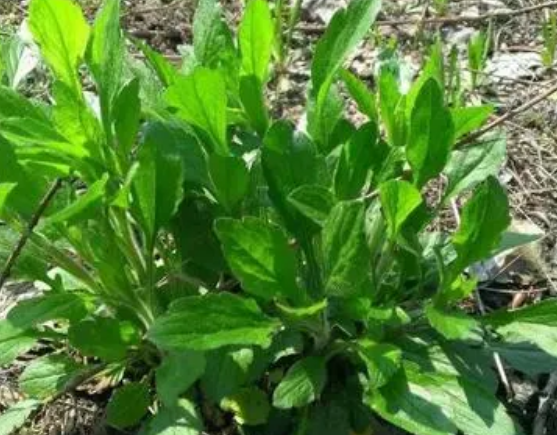 注意！路邊的野菜可不能亂采