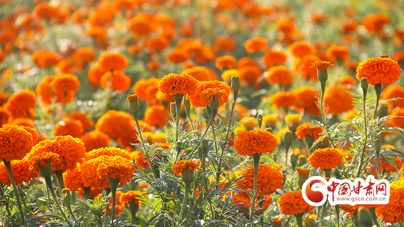 【小康圓夢(mèng)·看甘肅】崇信：黃土地里開(kāi)出致富花