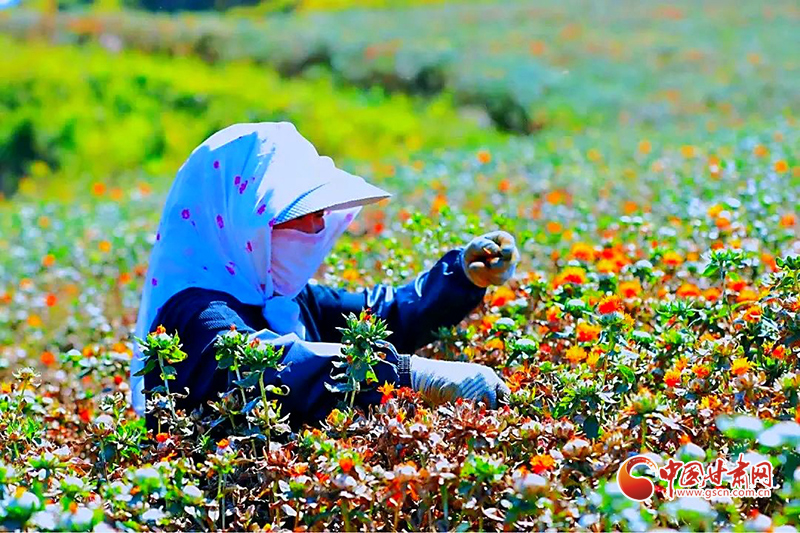【小康圓夢·看甘肅】宕昌木耳鄉(xiāng)：致富花開增色 產業(yè)振興添景