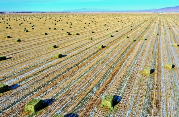 【“飛閱”中國】瞰！山丹馬場撒“青豆”