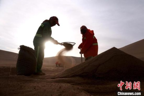 圖為“駱駝保姆”用土方法清理駝糞?！垥粤?攝