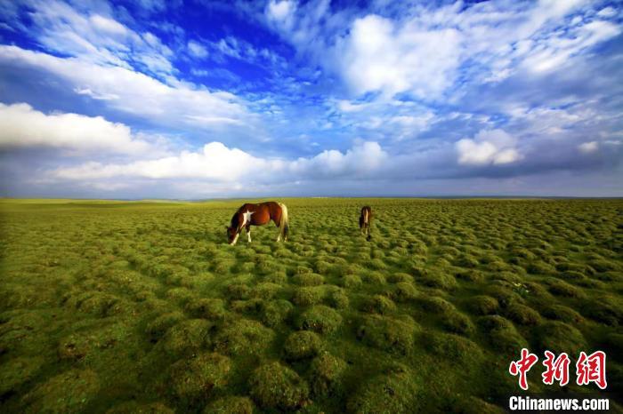 圖為甘肅甘南藏族自治州草原風(fēng)光。(資料圖) 艾慶龍 　攝