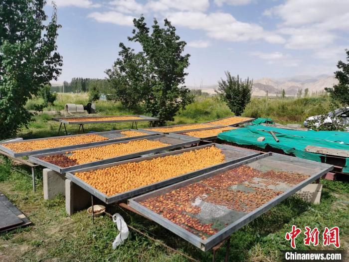 圖為肅北蒙古族自治縣的“李廣杏”。(資料圖) 受訪者供圖