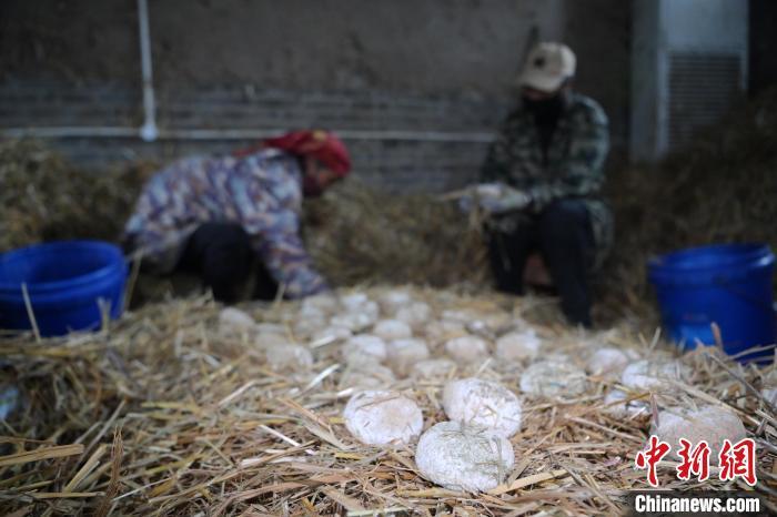 酒曲從曲坯入房培養(yǎng)到培養(yǎng)結(jié)束，整個培養(yǎng)周期控制在4至8天，曲坯的要求光滑，軟硬適宜，手按曲坯不松散，結(jié)實，薄厚一致。圖為5月10日，工作人員準備將培養(yǎng)好的曲坯拿到外面晾曬。九美旦增　攝