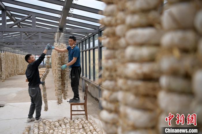 圖為5月10日，工作人員將用青稞面和青稞草等制成的曲坯用繩子串起來晾曬。九美旦增　攝