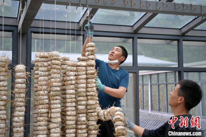 圖為5月10日，工作人員將用青稞面和青稞草等制成的曲坯用繩子串起來晾曬。九美旦增　攝