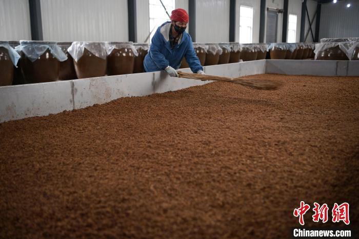 圖為5月10日，工作人員整理鋪撒的酒醅。九美旦增　攝