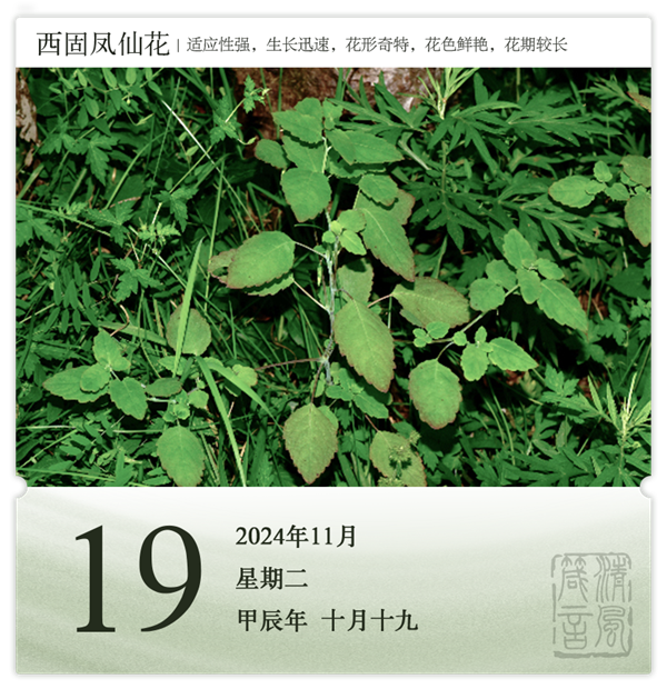 1730189324770368.png 箴歷日歷11-19.png