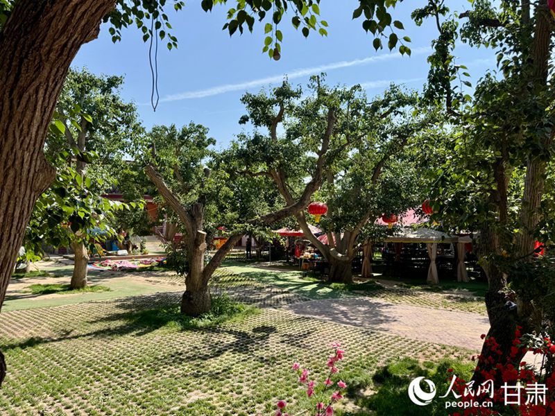 什川古梨園。人民網(wǎng)記者 焦隆攝