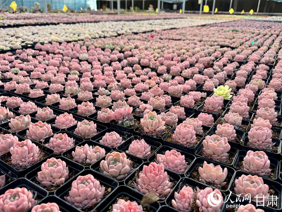 蘭州鑫源現(xiàn)代農(nóng)業(yè)休閑觀光旅游景區(qū)多肉大棚。人民網(wǎng)記者 焦隆攝
