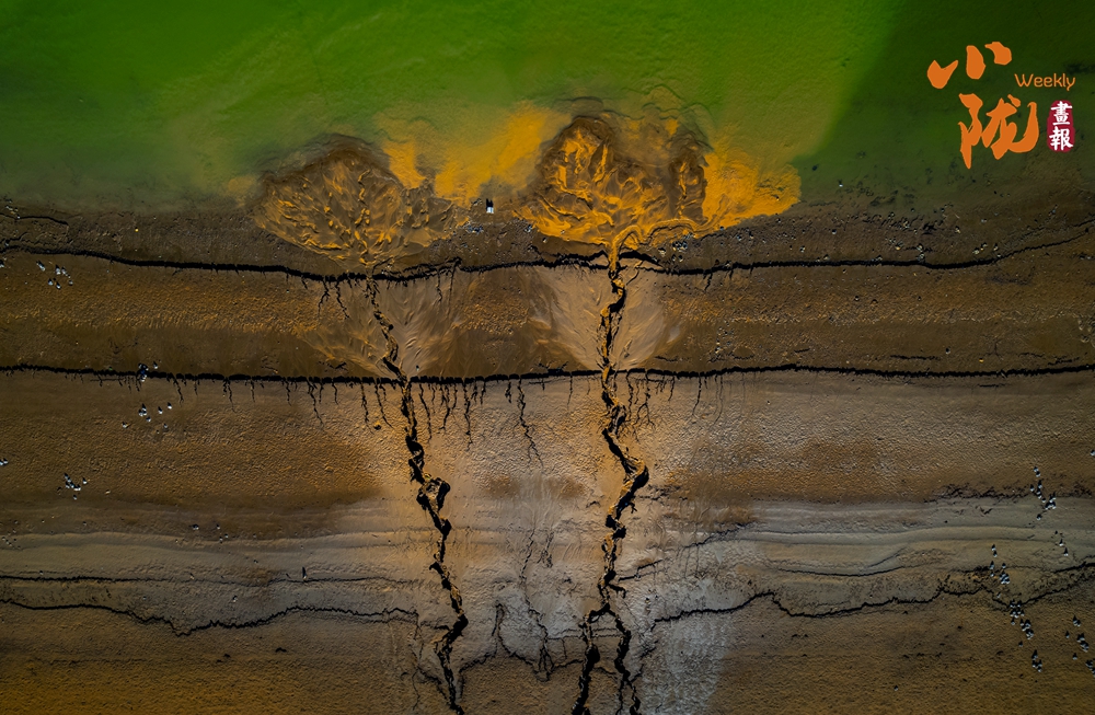 劉家峽黃河灘涂“潮汐樹(shù)”繪就大地奇觀