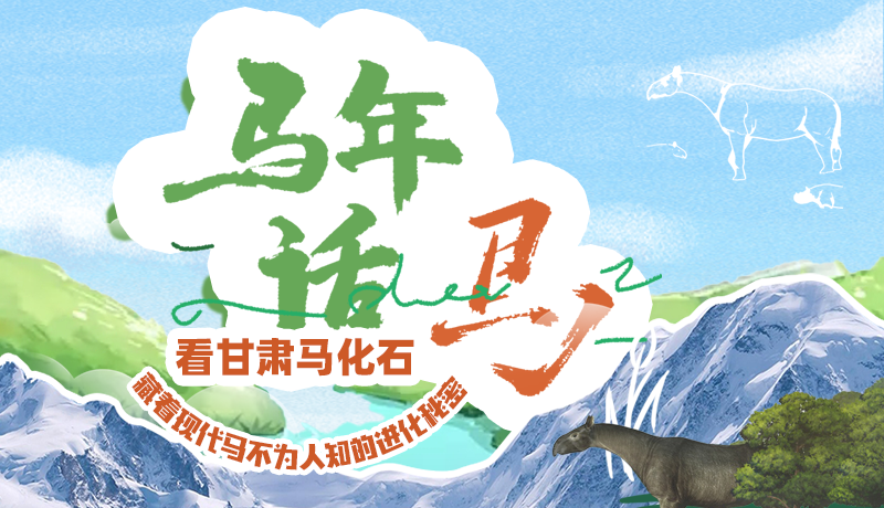 馬年話馬|看甘肅馬化石 藏著現(xiàn)代馬不為人知的進(jìn)化秘密